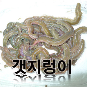 생물 갯지렁이 (청개비) 60g